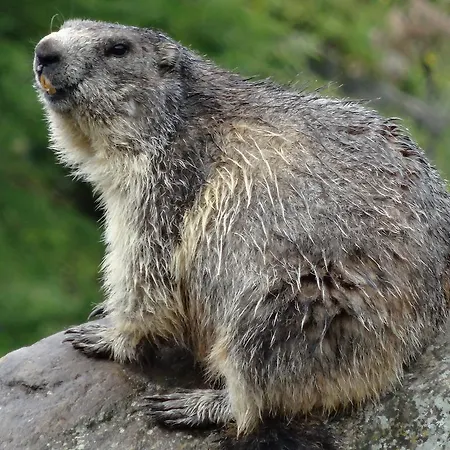 Lejlighed Haus Viktoria A *