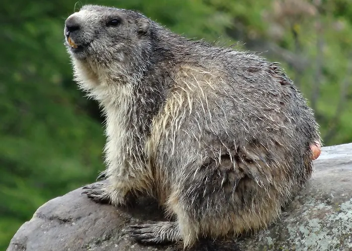 Apartman Haus Viktoria A *