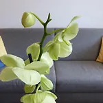 维多利亚a号公寓 公寓 *